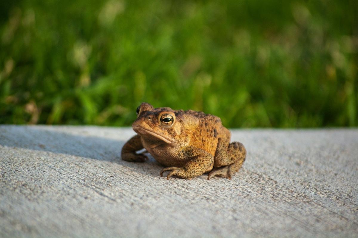 26 травня голосно кумкають жаби до дощових днів найближчим часом / Фото: Unsplash